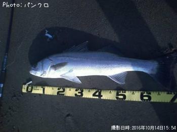 シーバス