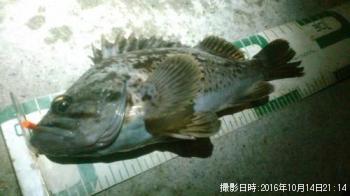 クロソイ