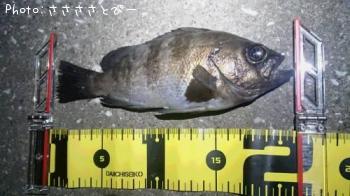 ¥·¡¼¥Ð¥¹¡õ¥¢¥¸¡õ¥á¥Ð¥ë