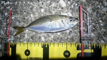 ¥·¡¼¥Ð¥¹¡õ¥¢¥¸¡õ¥á¥Ð¥ë