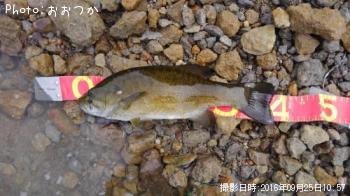 スモールマウスバス