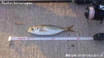 アジ
