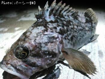 クロソイ