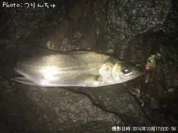 シーバス