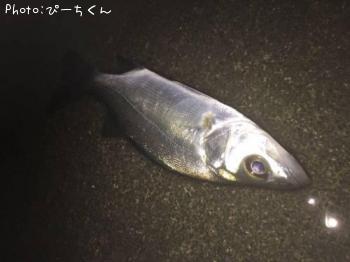 シーバス