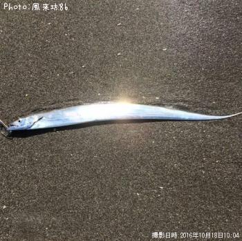 タチウオ