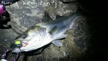 シーバス