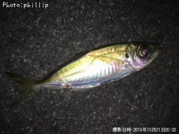 アジ