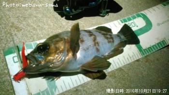 メバル