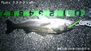 シーバス