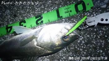 シーバス