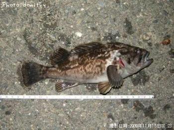 クロソイ