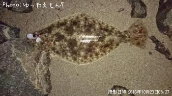 ヒラメ