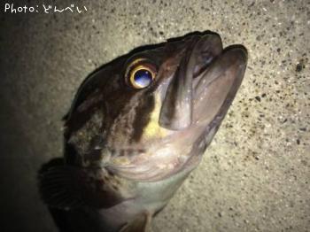 クロソイ