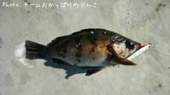 メバル