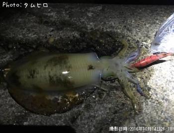 アオリイカ