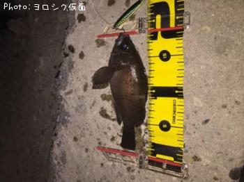 メバル