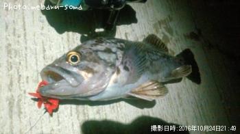 クロソイ