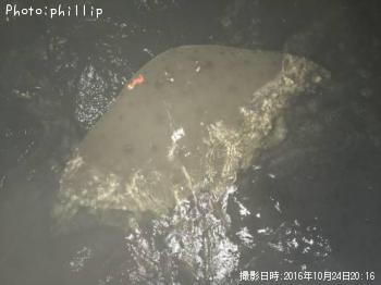 ツバクロエイ