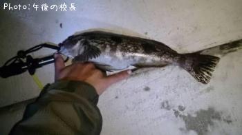 アイナメ