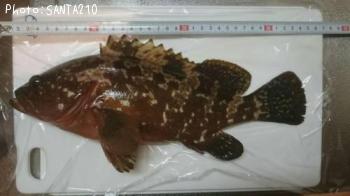 キジハタ