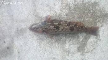 ʥ