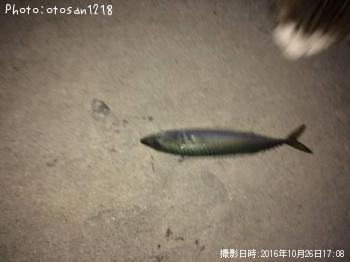 サバ