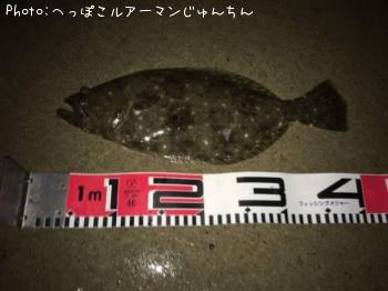 ヒラメ