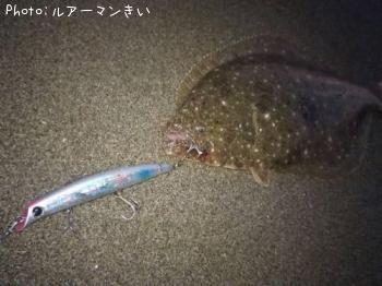 ヒラメ
