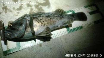 クロソイ