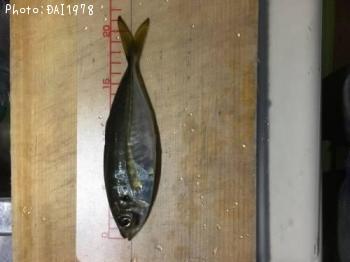 アジ