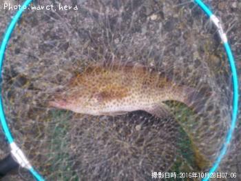 オオモンハタ