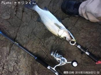 ヒラスズキ