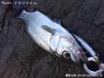 ヒラスズキ