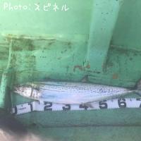 サワラ