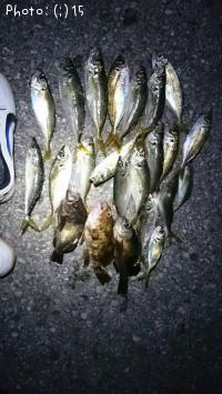 アジ、メバル、カサゴ