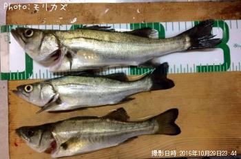 セイゴ