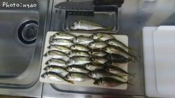 アジ