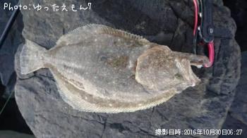 ヒラメ
