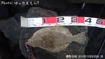 ヒラメ