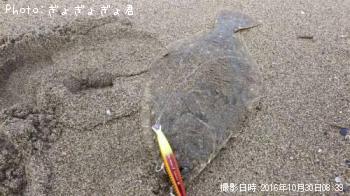 ヒラメ