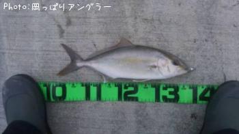 ショゴ