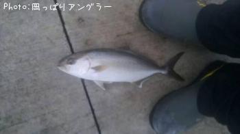 ショゴ