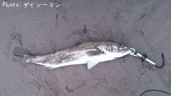 シーバス
