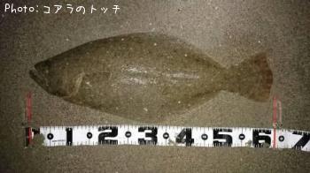 ヒラメ
