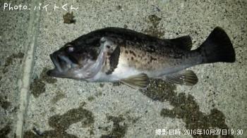 クロソイ