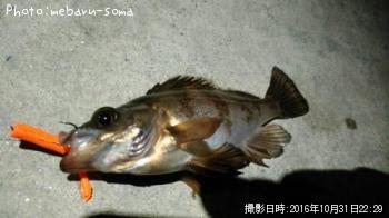 メバル