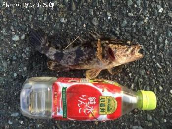 カサゴ