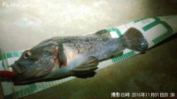 クロソイ