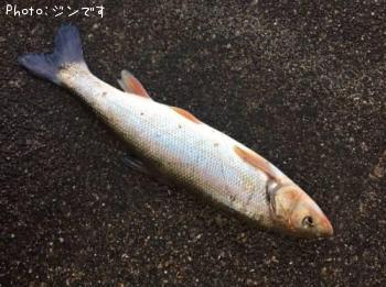ウグイ